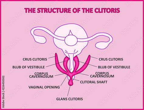 clit hood|Clitoris: Anatomy, Location, Purpose & Conditions